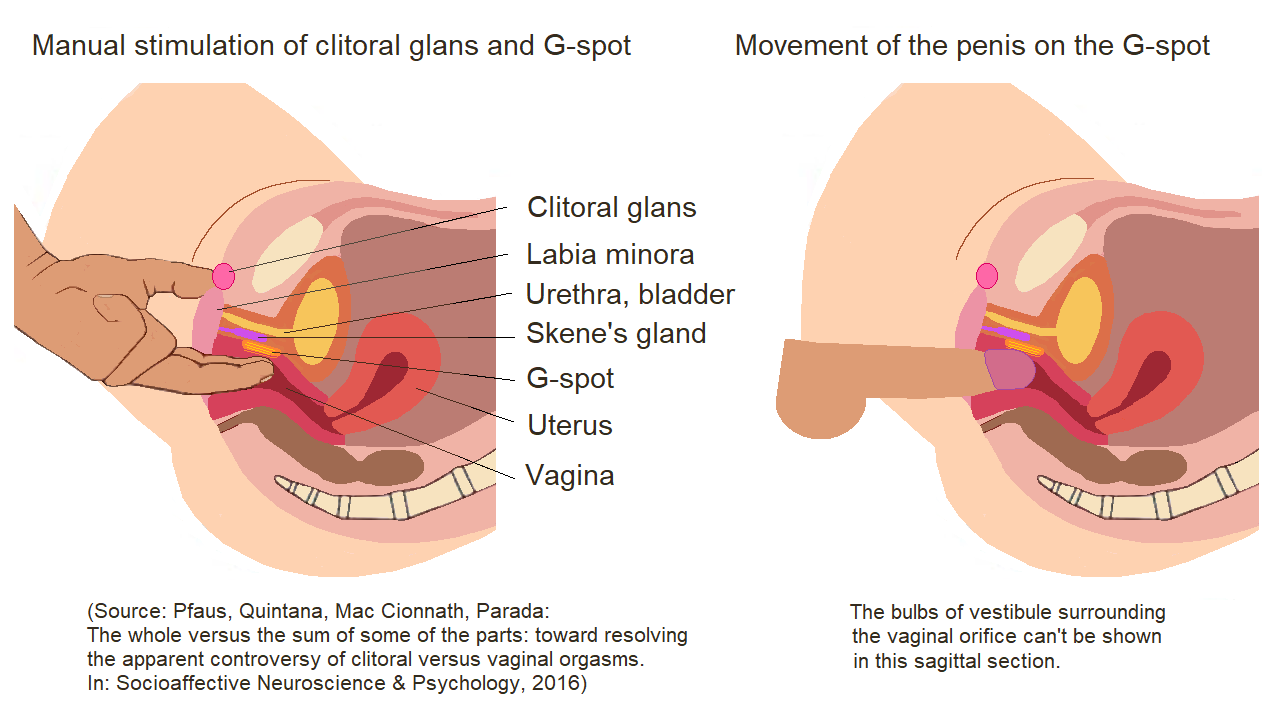 G-Spot vs. Clitoral Stimulation: Understanding Your Body's Pleasure Zones: The G-Spot: Location and Anatomy